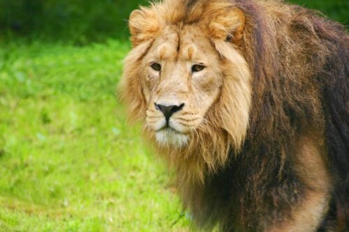 Maintenance Contract Renewal looking after the Lions at Chester Zoo