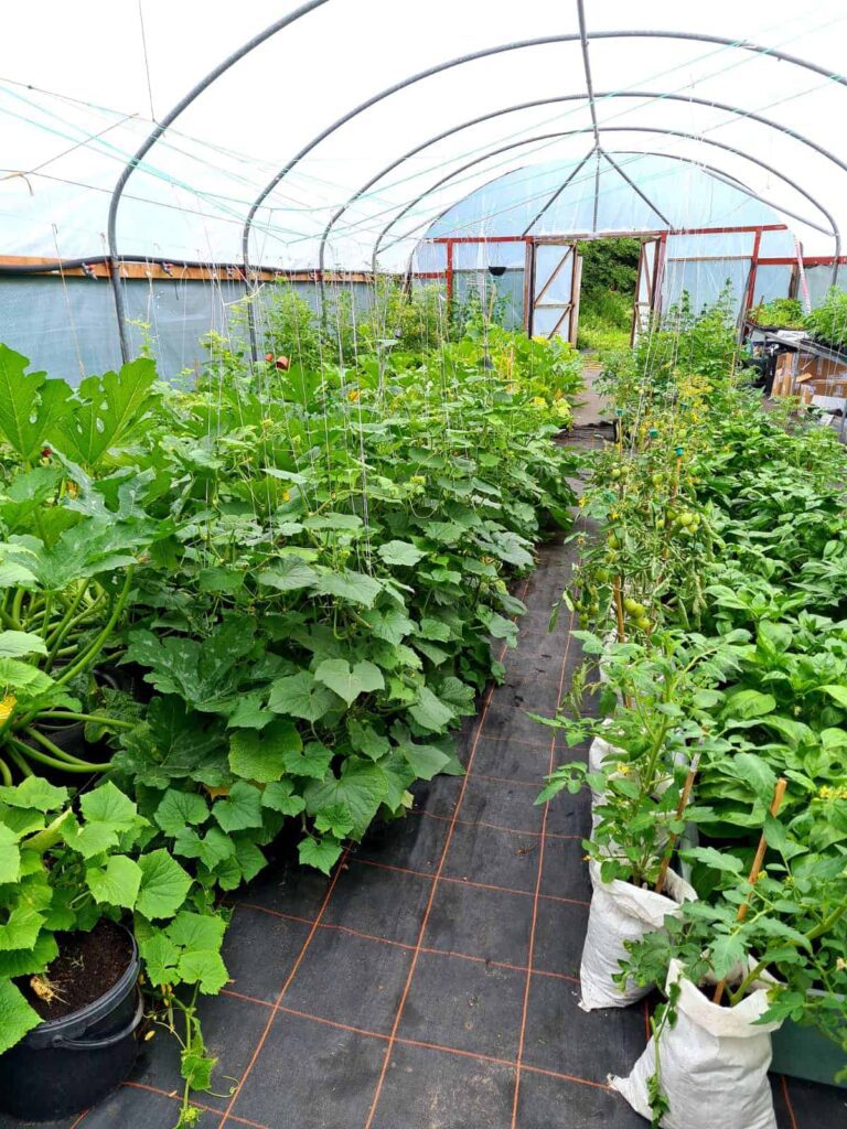 Another poly tunnel picture from Incredible Edible Knowsley by Kimpton