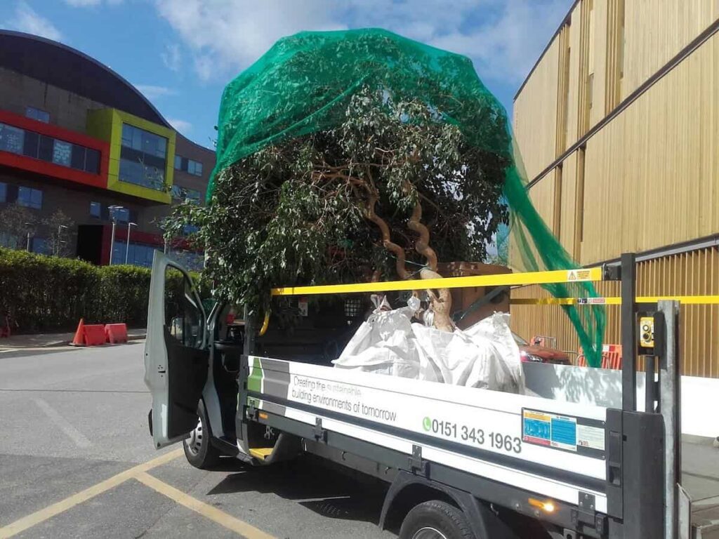 The trees arrive at Alder Hey Academy
