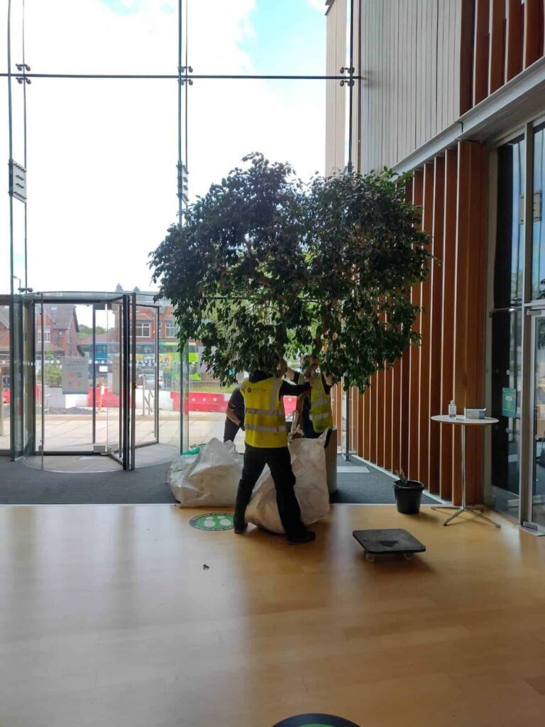 The trees are finally in place inside the atrium at Alder Hey Academy