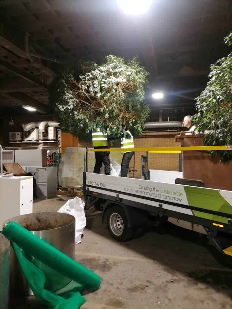 Loading the Lime trees