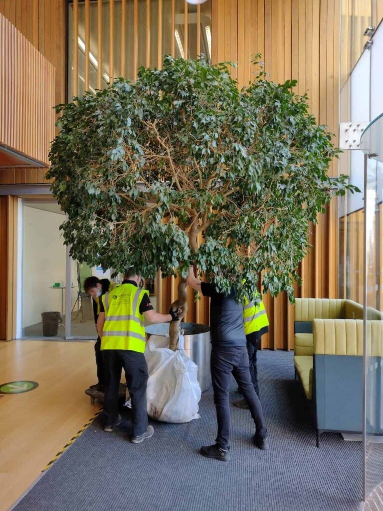 And the pots prepared for the trees to be installed
