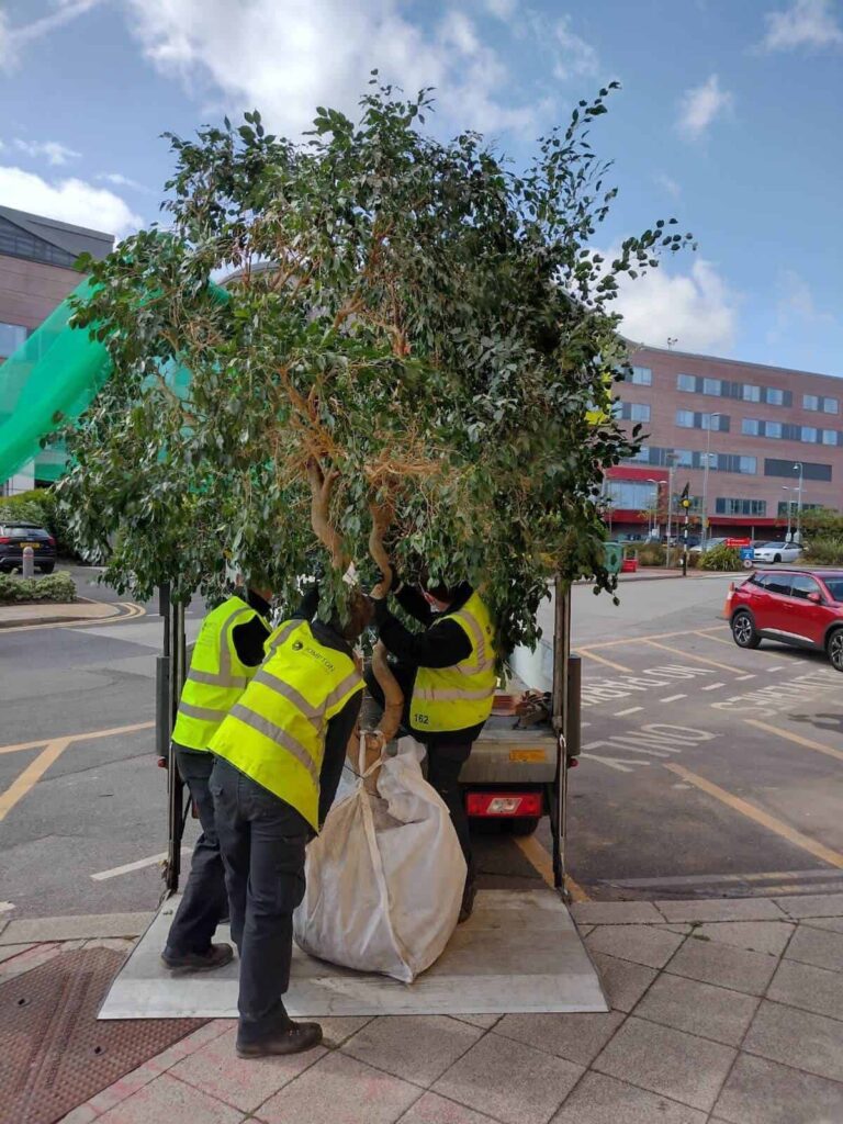Unloading the trees