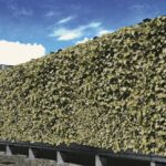 Kimpton Acoustic Living Wall with Hedera Helix Ivy Woerner