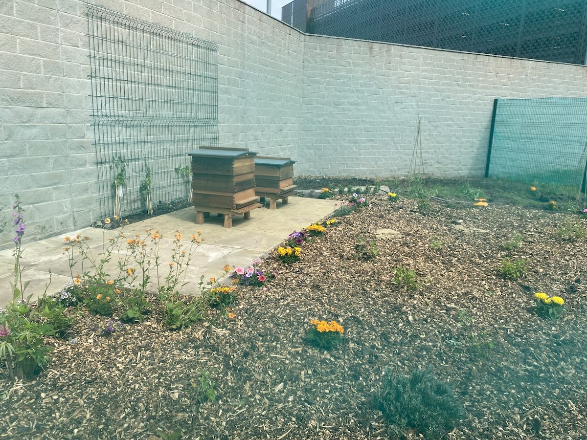 Beehives installed in newly planted wildflower garden on ACC Liverpool campus 01