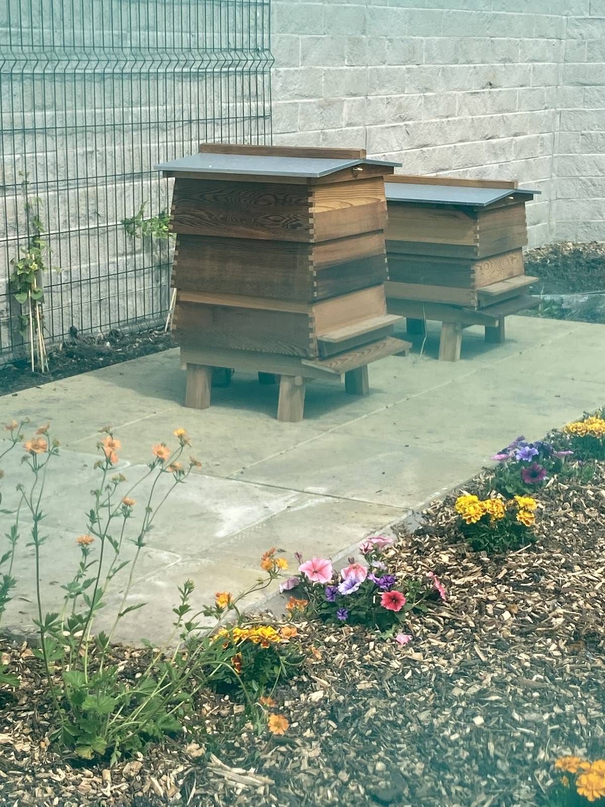 Beehives installed in newly planted wildflower garden on ACC Liverpool campus 02