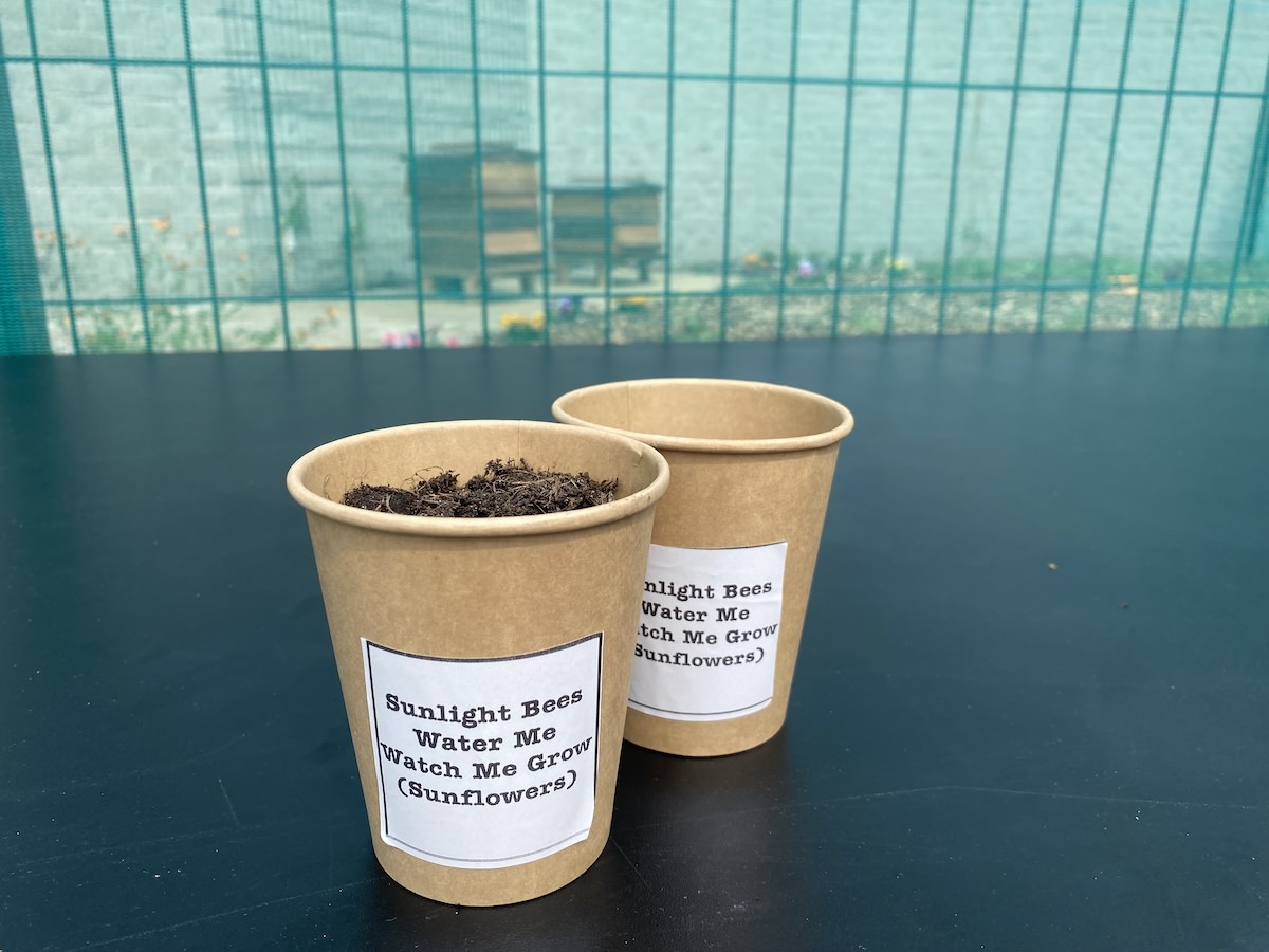 Sunflower seeds were given to staff at the launch of ACC Liverpools new beehives on world bee day 2024